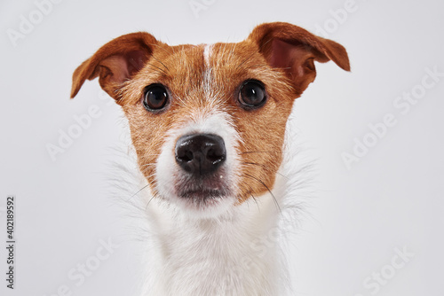 Jack Russell terrier dog look at camera. Portrait of cute dog