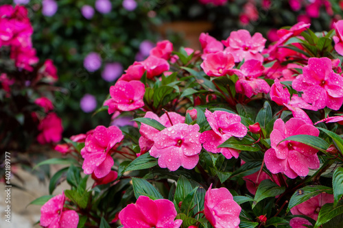 Bright flowers in a flower shop decor for home and yard