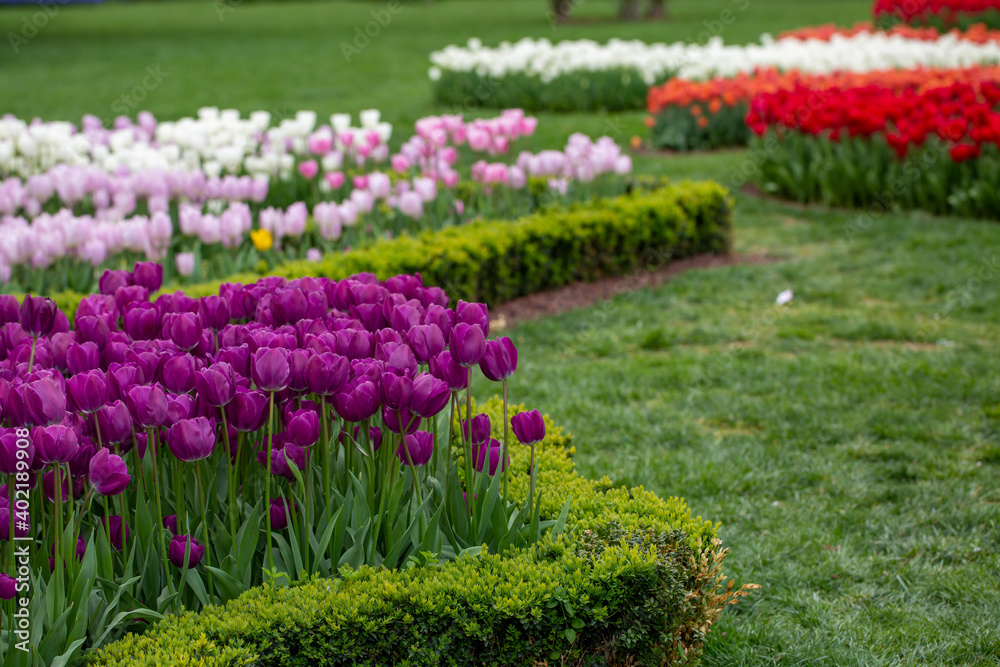 A photo of tulips garden (in Latin Tulipa) that are purple, white and, red. It was taken to Europe from Anatolia. 