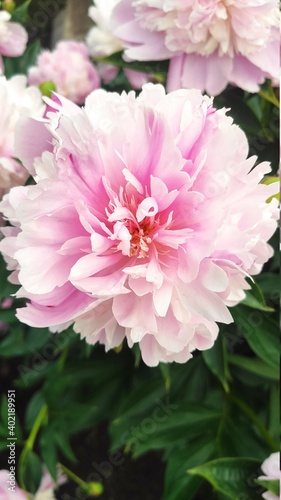 Fluffy pink peonies flowers background