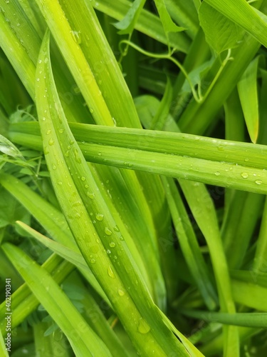 Close-up of fresh dense greens with water drops in the early morning