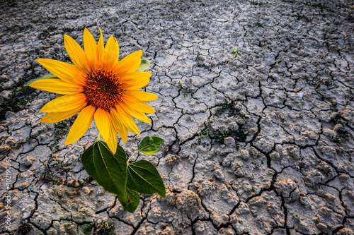 Sonnenblume trotzt Trockenheit und Hitze photo