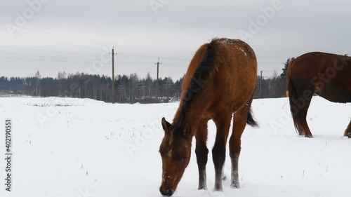 A foal with a herd of horses grazing in a snowy field. In winter, the horse eats grass under the snow.