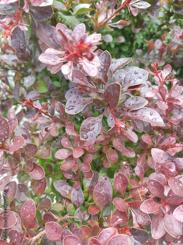 leaf Berberis thunbergii atropurpurea, decorative plant for gardening and landscape design with purple and red leaves and berries. Ornamental dwarf plant in stone garden