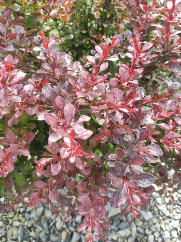 leaf Berberis thunbergii atropurpurea, decorative plant for gardening and landscape design with purple and red leaves and berries. Ornamental dwarf plant in stone garden