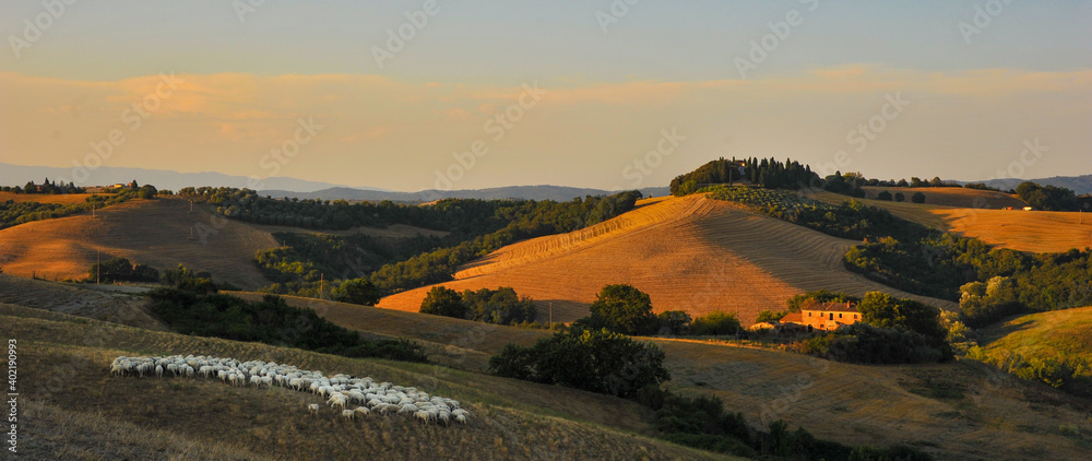 Schafe und Bauernhof im Abendlicht in der Toskana
