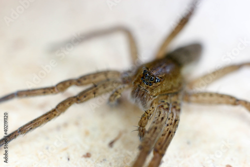 scary wolf spider head and eight eyes close up