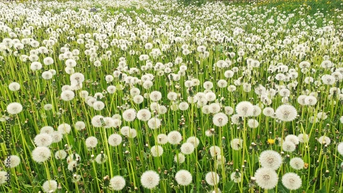Meadow with white dandelions. Ripe dandelions.