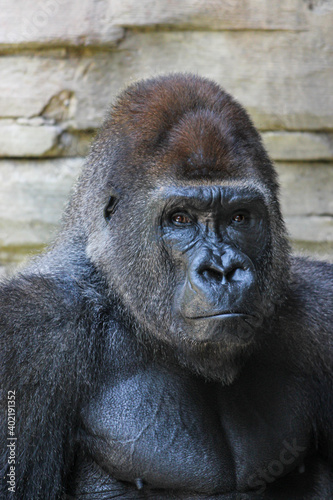 Portrait of Silverback Gorilla in Zoo