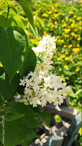 White Lilac shrub flowers blooming in spring garden. Common lilac Syringa vulgaris bush. Close-up with soft focus of a branch on a lilac tree