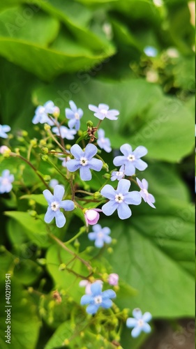 photo blue Forget-me-nots close