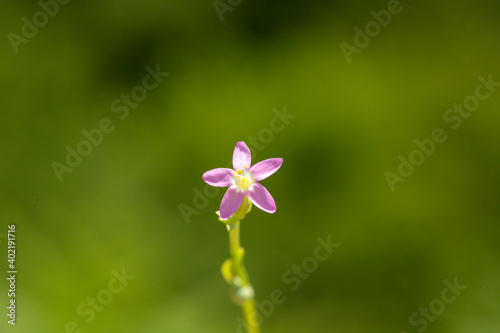 A focused photo of Centaurium erythraea - common centuary which grows in forests, meadows, and moors. This photo is from Turkey where is so wealthy about the species of plants. 