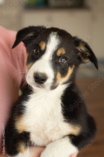 adorable border collie puppy dog held in hand indoors