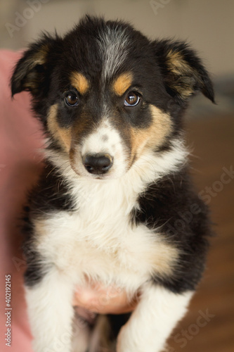 adorable border collie puppy dog held in hand indoors © Oszkár Dániel Gáti