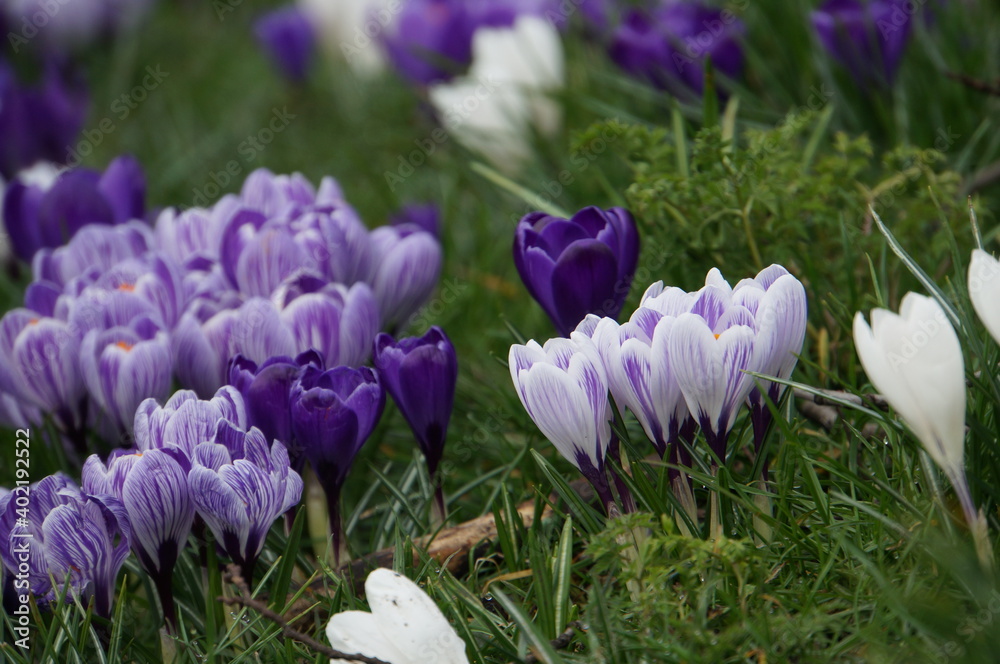 Krokusse auf Wiese I Krokusse auf Wiese I