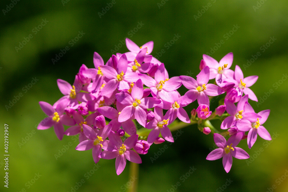 Centaurium erythraea is a species of flowering plant in the gentian family known by the common names common centaury and European centaury and this is a photo which reflects the beauty of that plant.