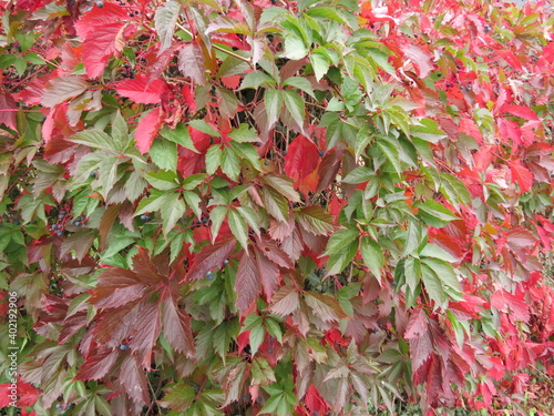 Beautiful hedges of dry leaves that change color in the fall