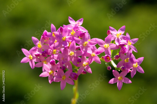 Centaurium erythraea is a species of flowering plant in the gentian family known by the common names common centaury and European centaury and this is a photo which reflects the beauty of that plant.