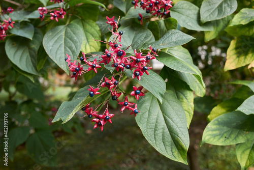 Clerodendrum trichotomum