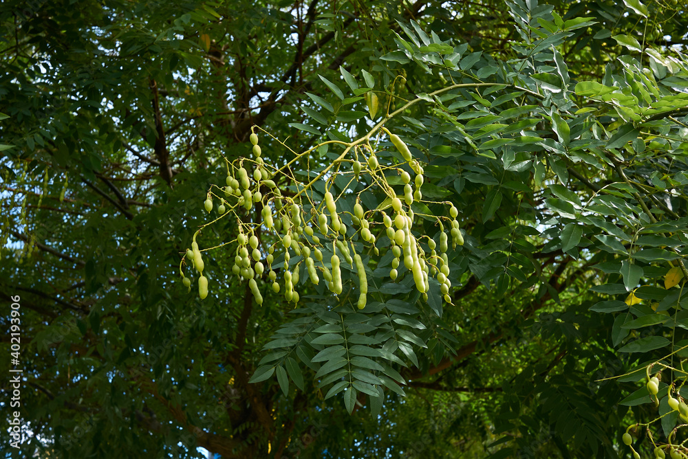 Styphnolobium japonicum Styphnolobium japonicum