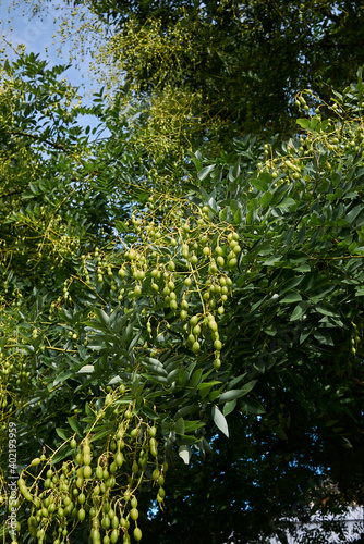 Styphnolobium japonicum 