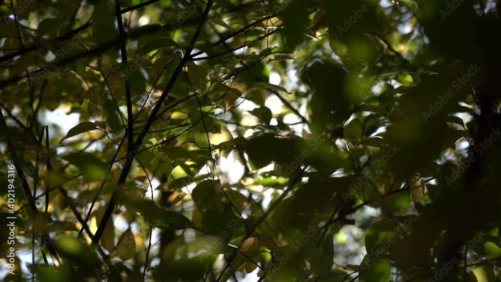 4K sun through the leaves in a forest 4K sun through the leaves in a forest