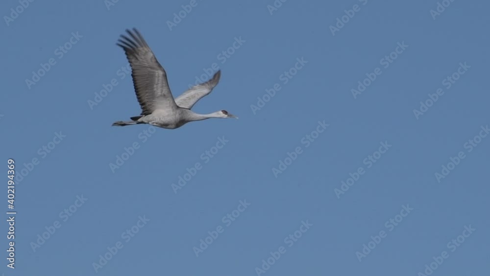 Eye level view of sandhill crane in slow motion flight through the clear blue sky.