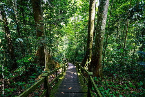 Ulu Temborung national park  Brunei