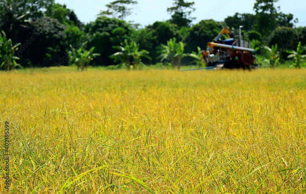 The Golden Paddy Field on the Harvest Season with Blurry Combine Machine Working in Background
