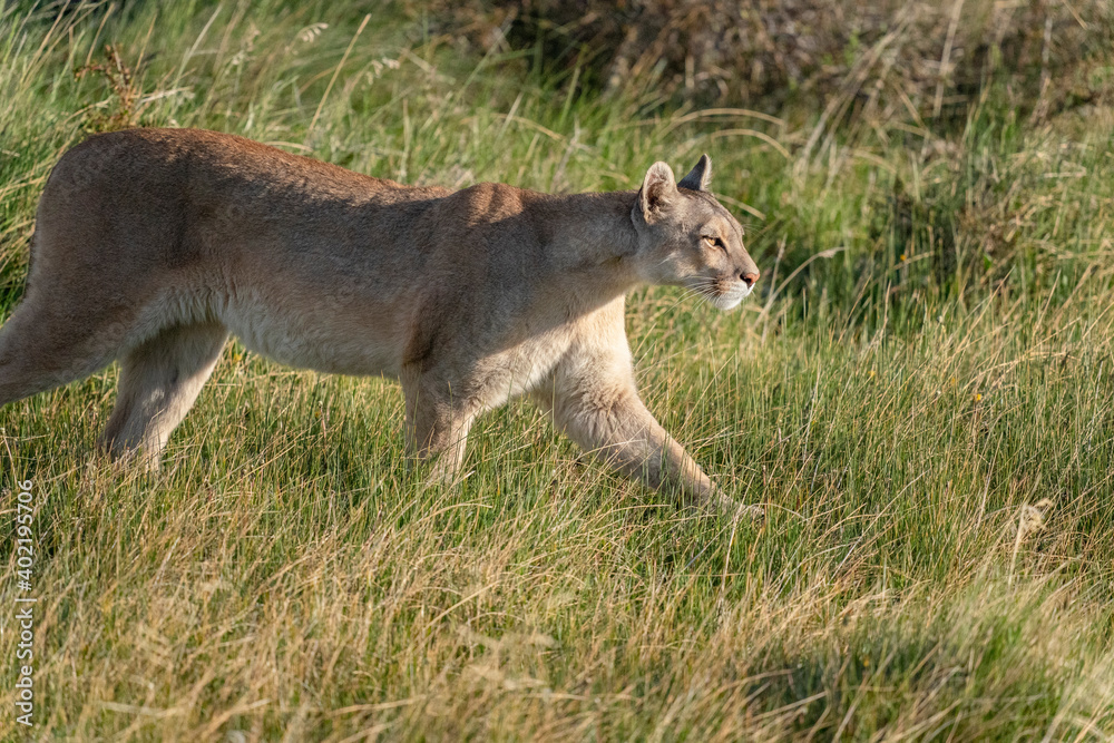 The cougar (Puma concolor) The cougar (Puma concolor)