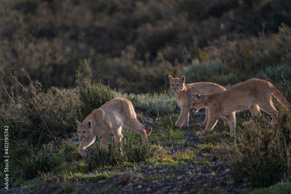 Fototapeta premium The cougar (Puma concolor)