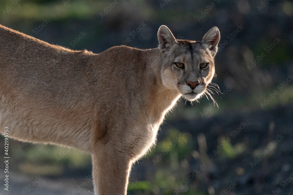 Naklejka premium The cougar (Puma concolor)