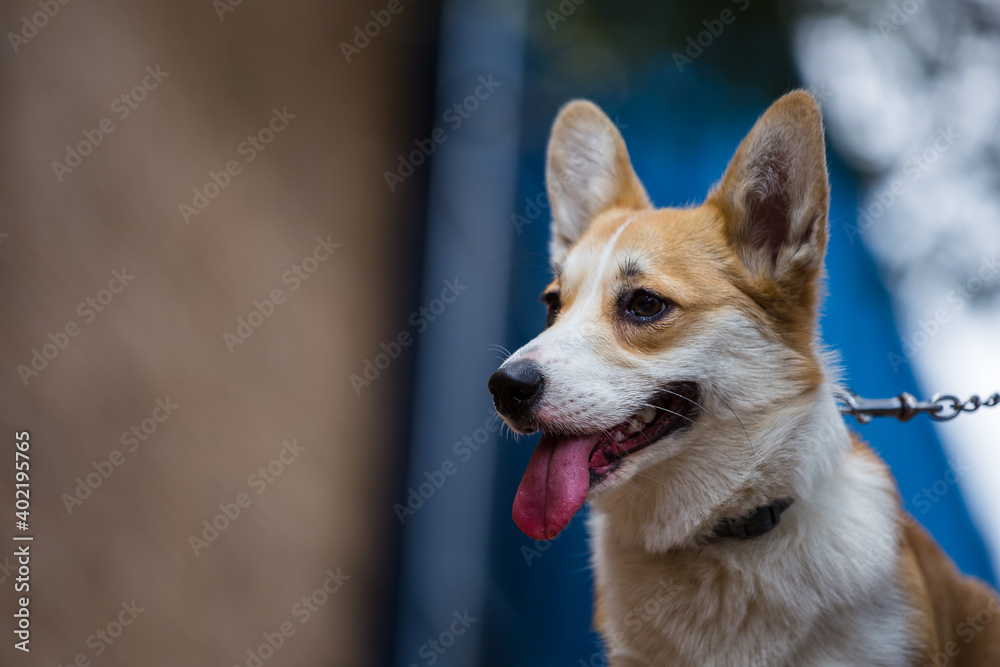 Smiling corgi dog on a leash