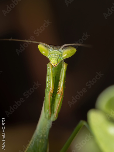 Small Mantid subadult photo