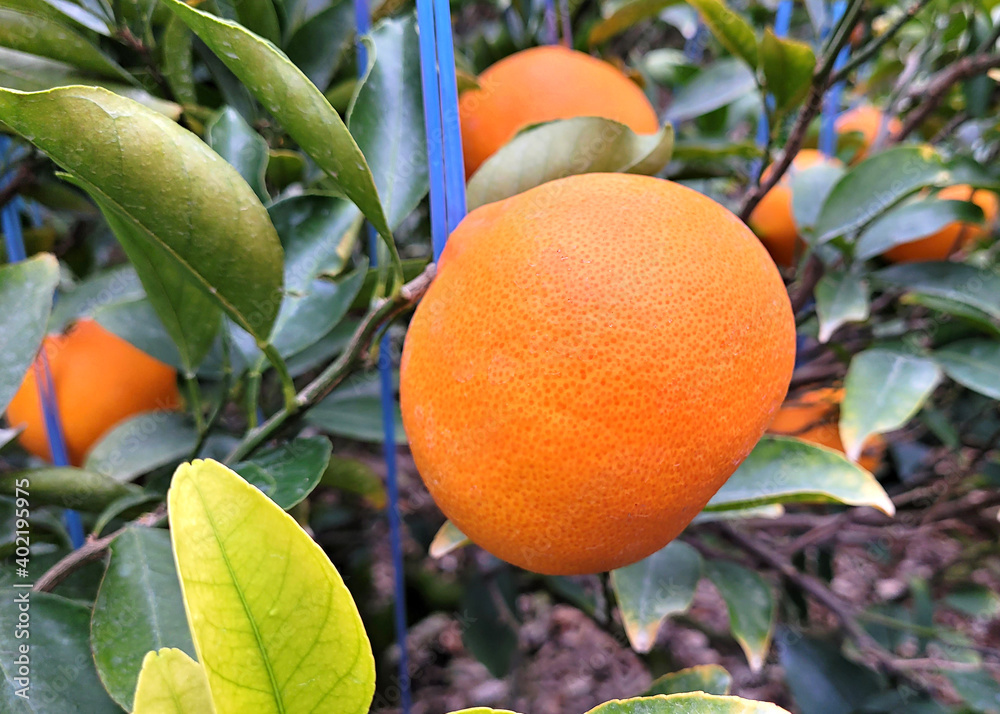 Cheonhyehyang, Setoka, Tangerine, Mandarin, Tangerine from Jeju Island Cheonhyehyang, Setoka, Tangerine, Mandarin, Tangerine from Jeju Island