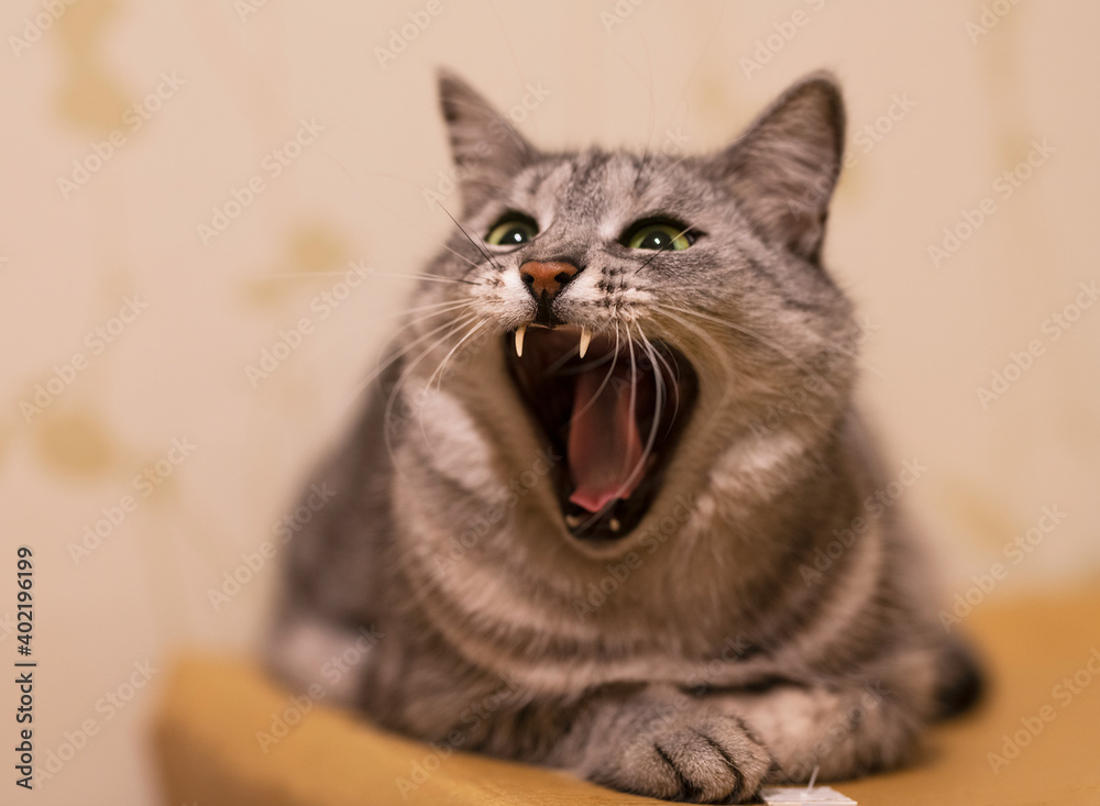 Portrait of angry cat close up, focus to teeth, beautiful nice blurry background, 85 mm lenses, creative portrait of gray cat. Beautiful kitten in blurry background