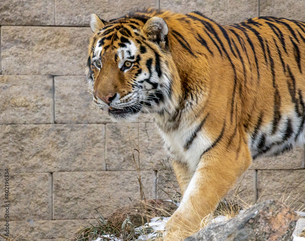 Beautiful powerful big tiger cat (Amur tiger) Beautiful powerful big tiger cat (Amur tiger)