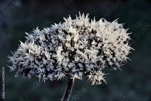 Eine ausgetrocknete Schafgarbe, die im Winter mit Raureif bedeckt ist © Fotolla