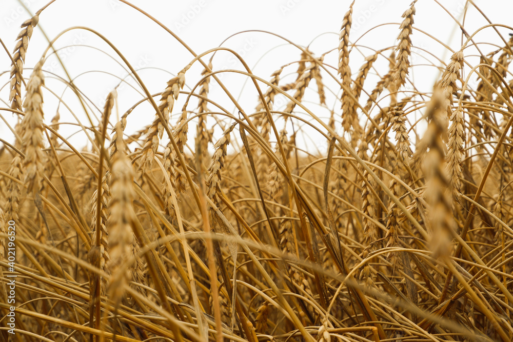 Fototapeta premium Summer landscape of wheat field. Ripe cereals field. Golden spikelets of ripe wheat close up