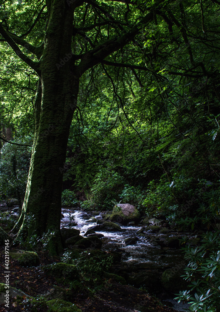 stream in the woods