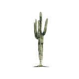 Cactus saguaro plant. Vector vintage hatching color illustration.