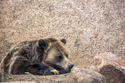 North American grizzly bear resting on a rock photo