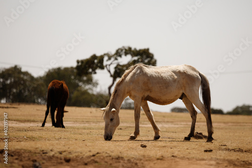 horses graze in a parched meadow and eat dried grass