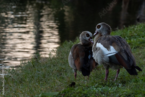 A pair of Egyptian Water Geese Standing by a pond during sunset