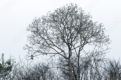 Branch of tree on white background. © praderm