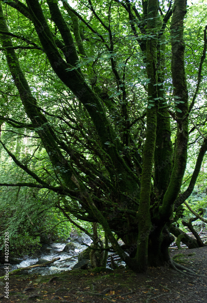 Obraz premium trees in the forest