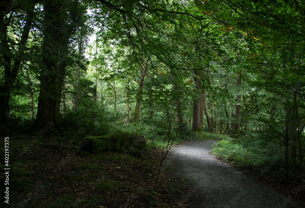 path in the forest