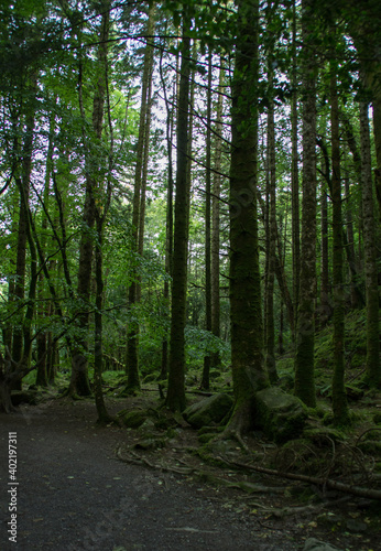 path in the forest