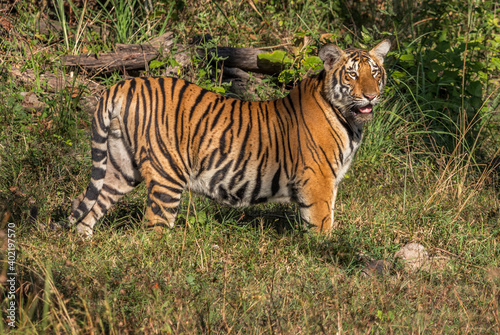 Tiger staring at Jungle safari jeep Bandipur National Park or Bandipur Tiger Reserve © VISWA