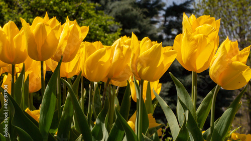 A view of a yellow tulip garden. Tulip s original habitat is Anatolia.